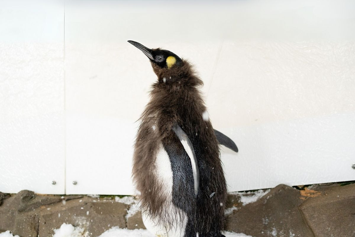 Dünyaca ünlü kral penguen Pesto tüy döküyor, görenler komik görüntüsüne inanamıyor 